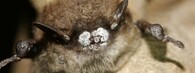 Syndrom bílého nosu u netopýrů