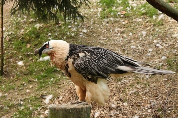 Liberecká zoo se do projektu repatriace orlosupa bradatého zapojila v roce 1986, do volné přírody vypustila už 14. dravce.