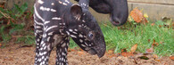 Mládě tapíra čabrakového