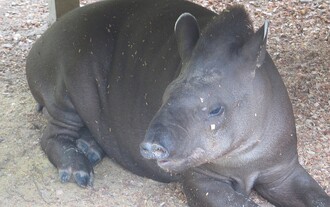 Krotký tapír Osvaldo. "Hladit jej a nechávat se osahávat jeho nezbedně oslizlým chobůtkem bylo zcela strhující – po žádném zvířeti už netoužím, jen po tapírovi ano."