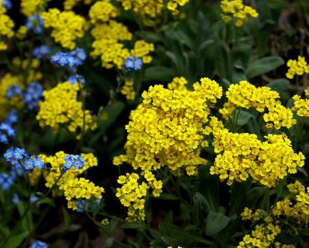 Rezervace Havran je domovem i ohrožené tařice skalní. Tařice je nízká, vytrvalá, nenáročná rostlina vyznačující se svými brzy z jara vykvétajícími trsy zářivě žlutých květů. Ilustrační foto.