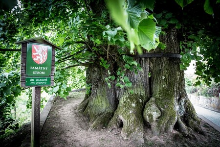 O tatobitské lípě, která se loni stala českým stromem roku, se traduje, že je tisíciletá. Odborníci ale odhadují její stáří na 650 let