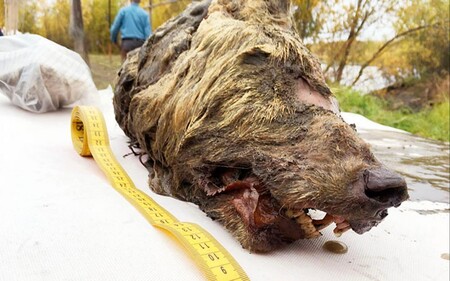 Ruští a japonští vědci veřejnosti ukázali první hlavu dospělého vlka, která se téměř neporušená našla v permafrostu, tedy věčně zmrzlé půdě na Sibiři. Pozůstatky jsou staré 40.000 let.