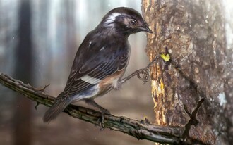 Pták podobný vrabci měl podle vědců třetí prst dlouhý 9,8 milimetru, což je o 20 procent víc, než byla délka celé jeho nohy.