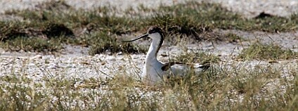 Tenkozobec opačný (Recurvirostra avosetta) na rybníku Nesyt Foto: František Pelc AOPK
