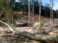 Těžba v tropickém pralese