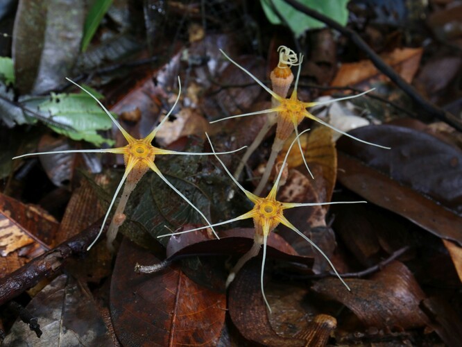 Nové druhy hvězdnatek vědci pojmenovali Thismia ornata, česky hvězdnatka zdobená (na snímku) a Thismia coronata, hvězdnatka korunovaná.