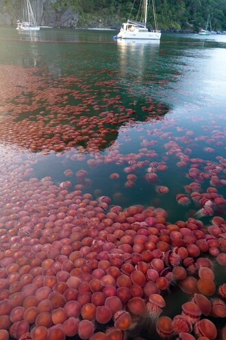 Tisíce růžových medúz.