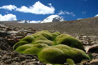 Jedna z rostlin, nalezených v nadmořské výšce 6150 m.