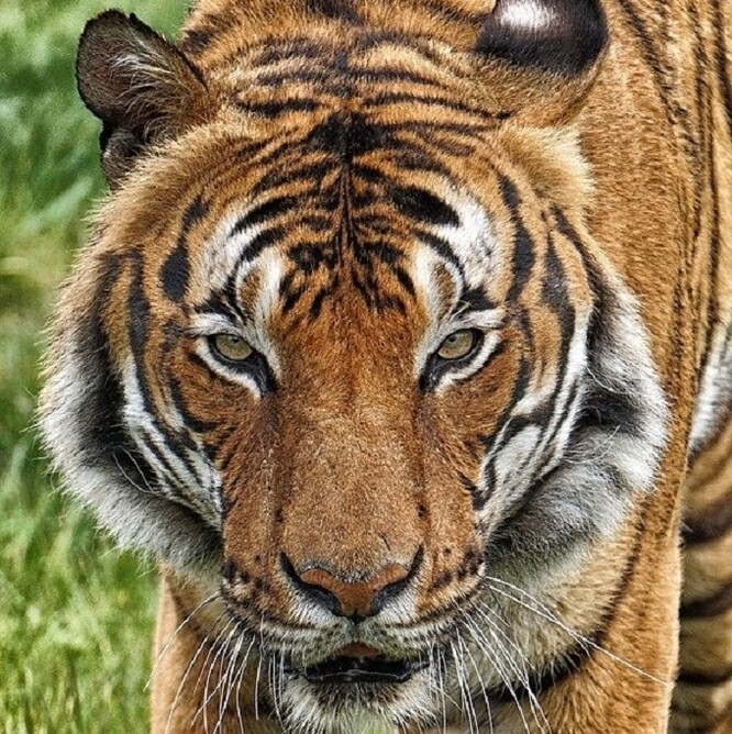 Samice tygra malajského se nakazila od zaměstnance newyorské zoo. / Ilustrační foto