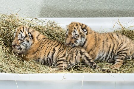 V zoologické zahradě ve vídeňském Schönbrunnu uhynula dvě tygřata, která policie na začátku srpna zabavila Slovence žijící v dolnorakouském městečku Hainburg an der Donau.