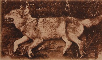 Snímek Tygra ze Sabrodtu (německy Tiger von Sabrodt). Tento vlk byl v Lužici zastřelen roku 1904. Lidé mu říkali tygr, protože si mysleli, že šelma, která zabíjela jejich ovce, byl tygr, který utekl ze zoo nebo z cirkusu