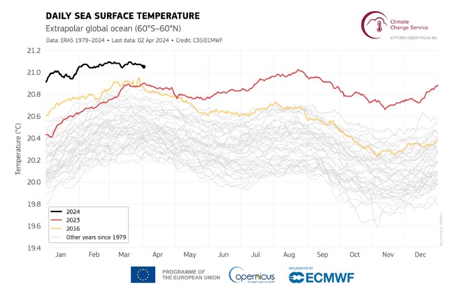 Průměrná denní teplota povrchu moře (°C) v mimopolární oblasti světového oceánu (60° j. š. - 60° s. š.) pro roky 2016 (žlutá), 2023 (červená) a 2024 (černá čára). Všechny ostatní roky mezi lety 1979 a 2022 jsou znázorněny šedými čarami.