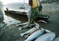 Mrtvé ryby z řeky Tisy po kyanidové havárie v Baia Mare 