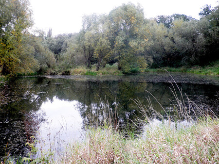 Komořanské a modřanské tůně zabírají na pravém břehu Vltavy 14 hektarů. V oblasti se nacházejí vzácné mokřady a tůňky, v nichž žijí chráněné druhy rostlin a zvířat.