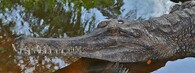 Gaviál sundský, neboli krokodýl úzkohlavý
