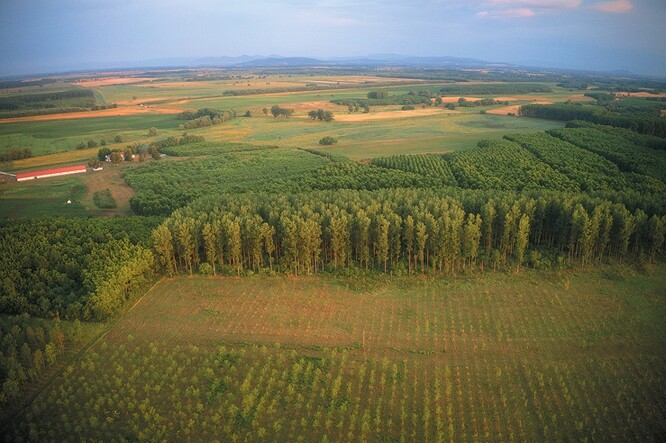 Topolová plantáž v Maďarsku