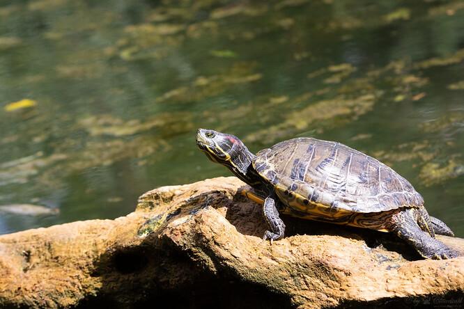 Mezi zvířata uvedená na seznamu invazních druhů patří například želva nádherná.