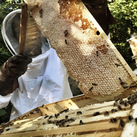Při tradičním včelařství se obejdete bez rámků, mezistěn i drahého medometu. A navíc při něm dáváte včelám velkou míru svobody a soběstačnosti.