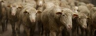 Transhumance - vyhánení ovcí na horské pastviny ve Francii