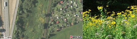Třapatka dřípatá na leteckém snímku pořízeném nad Frýdlantem nad Ostravicí (Zdroj: mapy.cz) a detailní pohled na rostlinu. Při snaze rozlišit ji z leteckého snímku by mohla být zaměněna za také ve stejnou dobu žlutě kvetoucí zlatobýly.