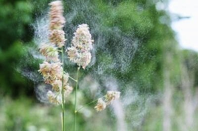 Srha laločnatá je příkladem druhu, který vypouští většinu pylu v dopoledních hodinách.