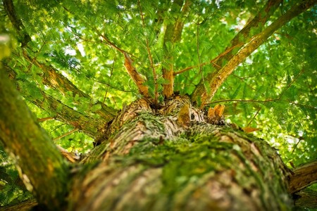Čeští arboristé prezentují v americkém Ohiu svůj výzkum, jak ochraňovat poškozené a ohrožené stromy. / Ilustrační foto