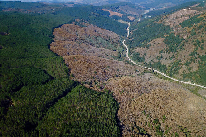 Vysazené lesní plantáže ukrajují prostor původních chilským lesům s pabuky Nothofagus alessandrii.