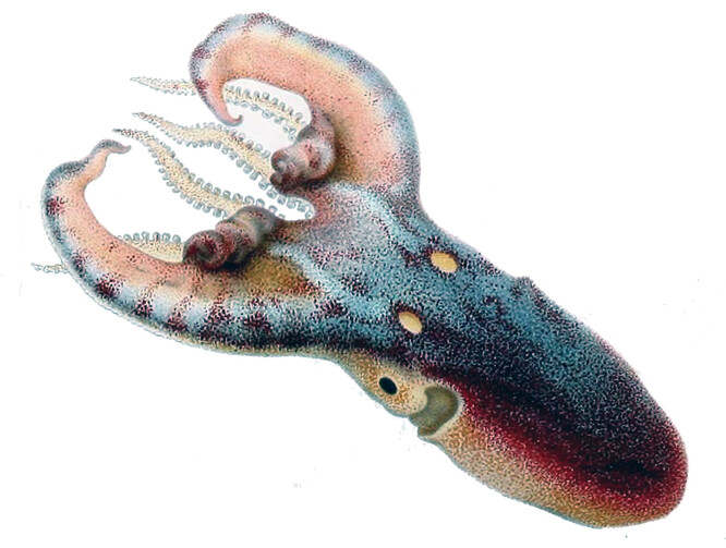Argonaut fialový je vzácný druh chobotnice, která laikům často připomíná sépii.