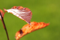Zbarvené listy třešně