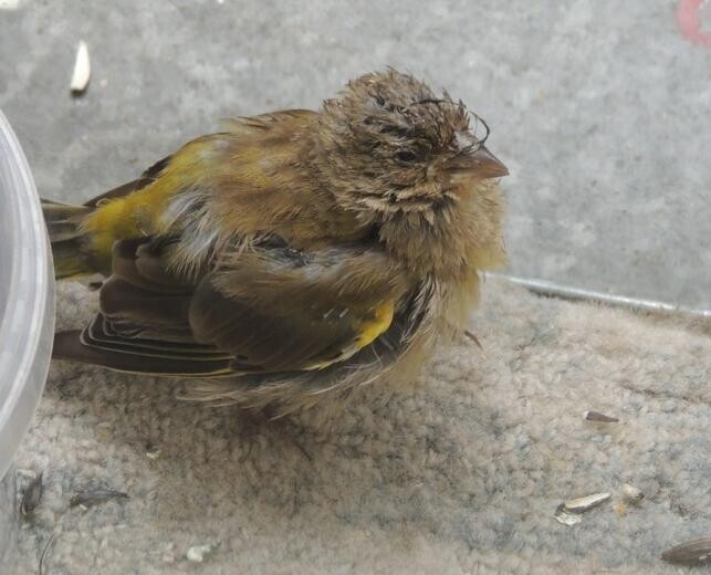 Zvonek zelený s trichomonózou. Pták je nemocný už na první pohled. Načepýřený, s přivřenýma očima.