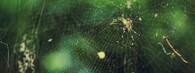 Pavouk nefila kyjovitá (Trichonephila clavata)
