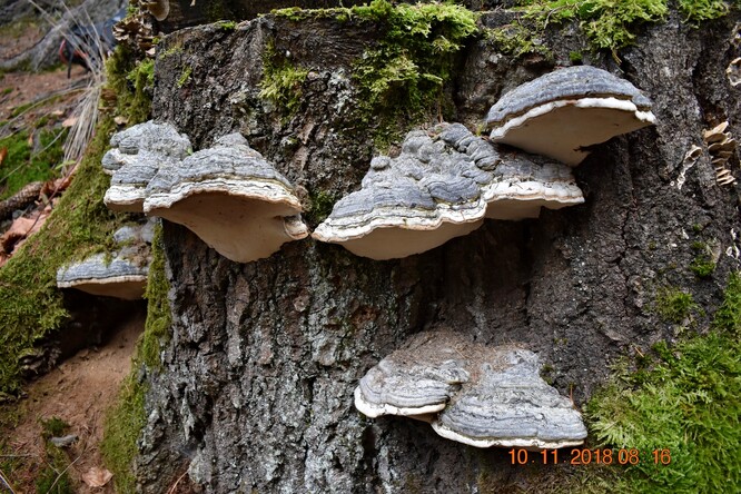 Plodnice troudnatce kopytovitého na smrkovém pařezu na okraji lesa nedaleko obce Horní Lomná.