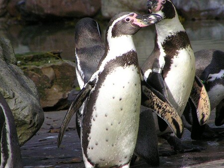Tučňáci normálně žijí ve velkých koloniích čítajících tisíce kusů, ale přesto jsou přísně monogamní.