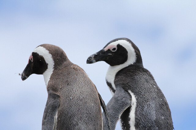 Tučňák brýlový (Spheniscus demersus), někdy také nazývaný tučňák brýlatý nebo africký, je jediný druh který hnízdí na pobřeží jižní Afriky.