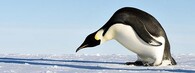 tučňák císařský