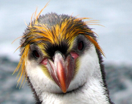 Podle Höffkena z PETA by tučňáci neměli být chováni v zoologických zahradách mimo jiné proto, že jsou krajně citliví na změny klimatu i svých běžných zvyklostí. Stres může oslabit jejich imunitní systém, a pak jsou náchylnější k nemocem. / ilustrační foto