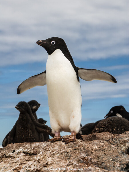 Je to teprve třetí případ, kdy se tučňák kroužkový objevil na novozélandském pobřeží; předchozí případy byly zaznamenány v letech 1993 a 1962.