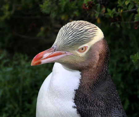 Novozélanďané zvolili nového vítěze místní ankety Pták roku - vyhrál ji jeden z nejsilněji ohrožených tučňáků na světě, vzácný tučňák žlutooký. / Ilustrační foto