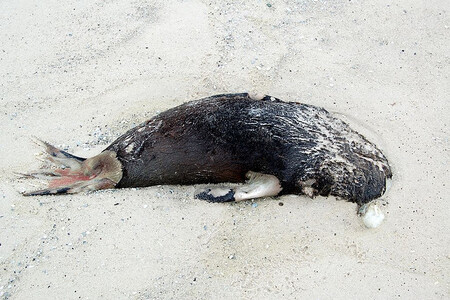 Velký počet mrtvých tuleňů lze podle nich vysvětlit tím, že tato zvířata uhynula v období brzkého antarktického léta, tedy od října do listopadu. Tuleni připlavali brzy, ale záhy za nimi zamrzlo moře a přes led se nemohli dostat na vodní plochu