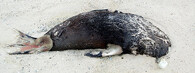 Mrtvý tuleň