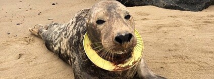 Foto: Peter Ansell / Friends of Horsey Seals