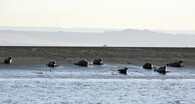 Tuleni v ústí Temže
