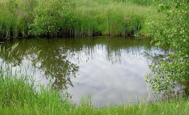 Radnice nechala kolem břehů vysadit mokřadní a vodní rostliny, proti sinicím aplikovala probiotické bakterie a zahájila provzdušňování rybníka. Ilustrační foto