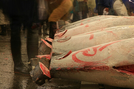 Nezbývá, než držet tuňákovi palce a doufat, že se dožije příštího století. Na snímku rybí trh v Japonsku