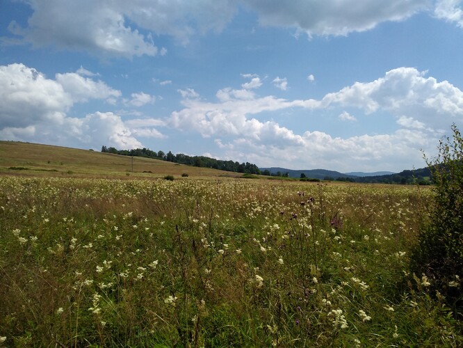 Tužebníkové lado v Nivě Nemanického potoka. Tužebníkové lado v Nivě Nemanického potoka.