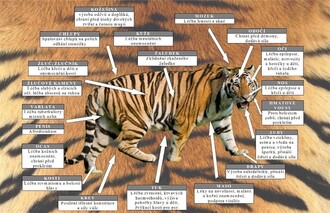 Tygr podle tradiční čínské medicíny