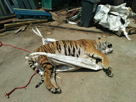 Podle zjištění policie preparátor tygří těla zpracovával na masox nebo například tygří víno.