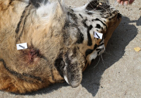 Tygr byl střelený do krku a do oka. Aby se co nejméně poškodila kožešina.