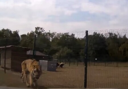 Soukromý Biopark Štít u obce Klamoš na Královéhradecku, z něhož v pondělí utekl lev a dva tygři (na obrázku), dostatečně nezajistil klec proti útěku šelem.